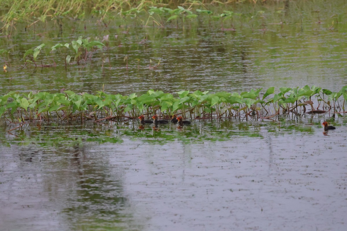 Eurasian Coot - ML623595610