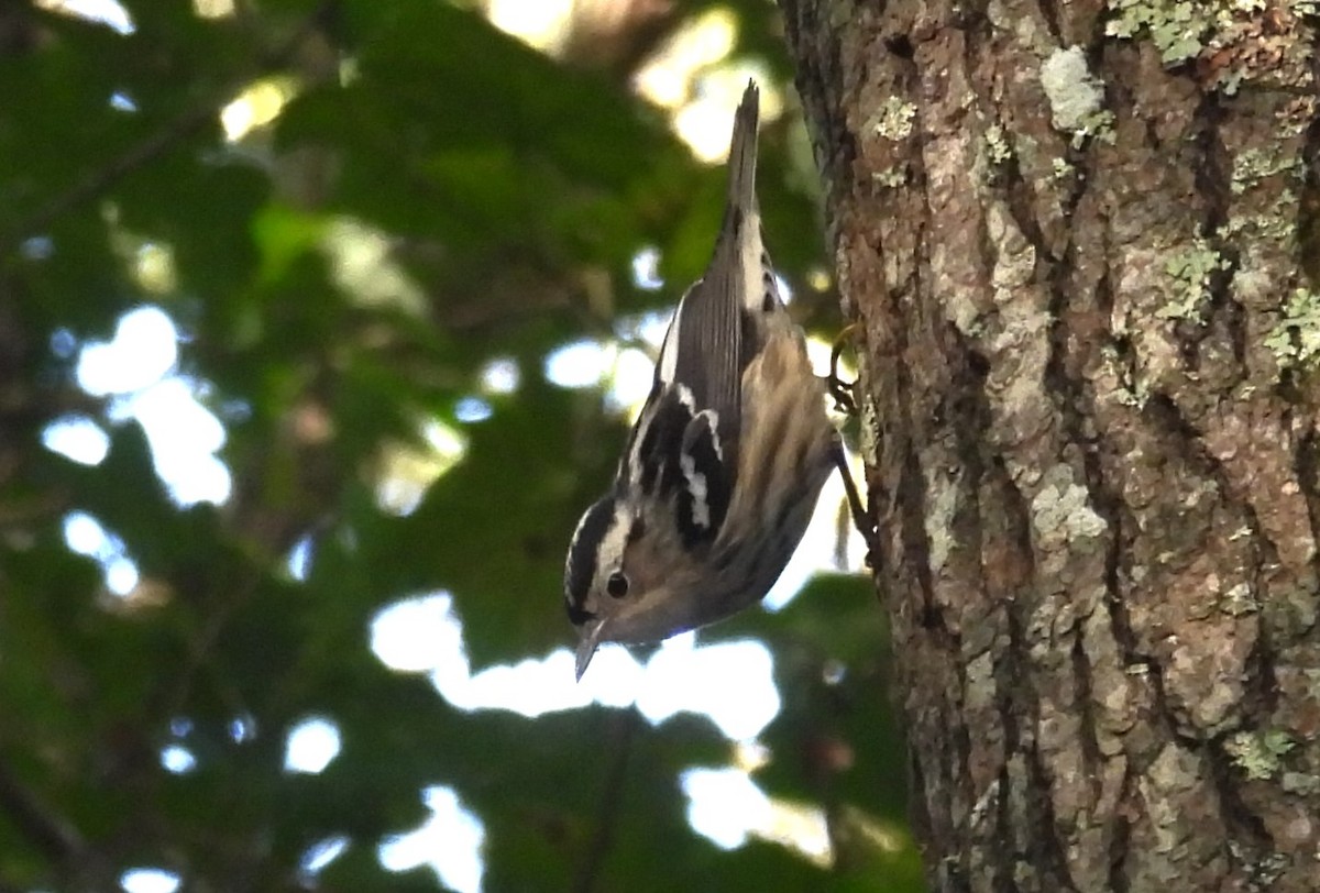 Black-and-white Warbler - Mike Manetz