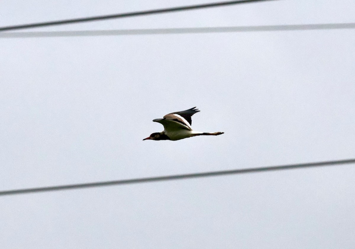 Red-wattled Lapwing - ML623595638