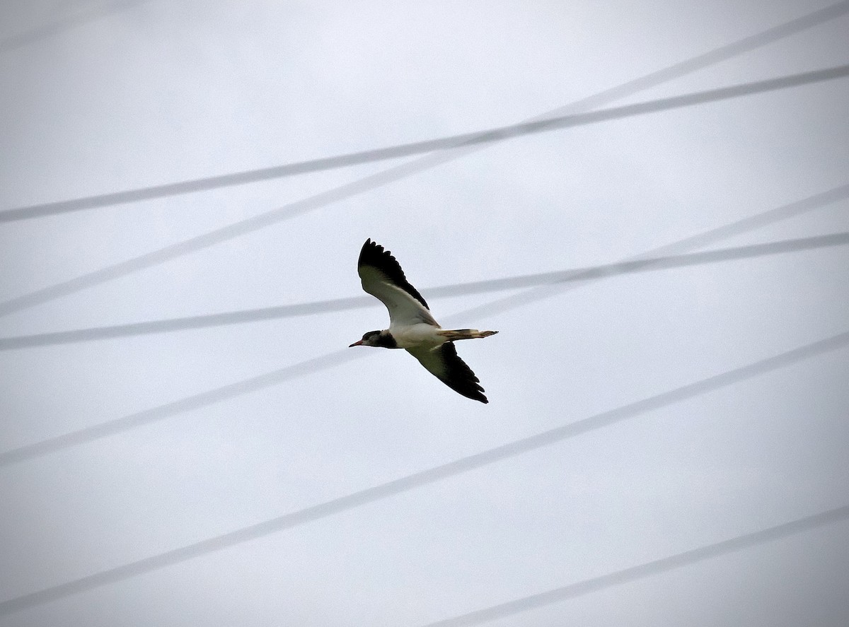 Red-wattled Lapwing - ML623595639