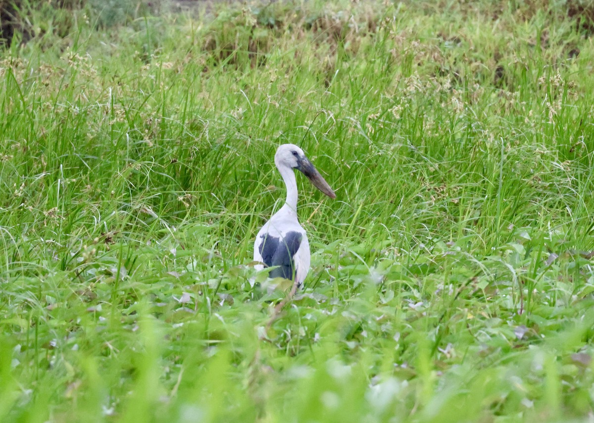 Asian Openbill - ML623595655