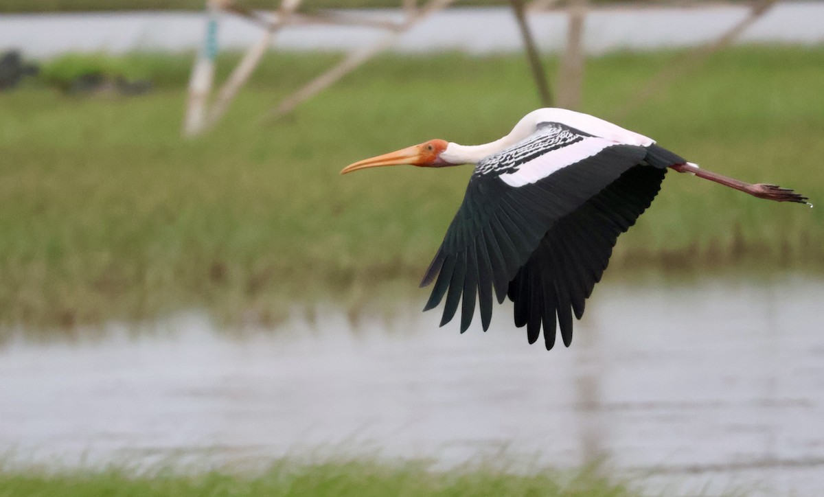 Painted Stork - ML623595661