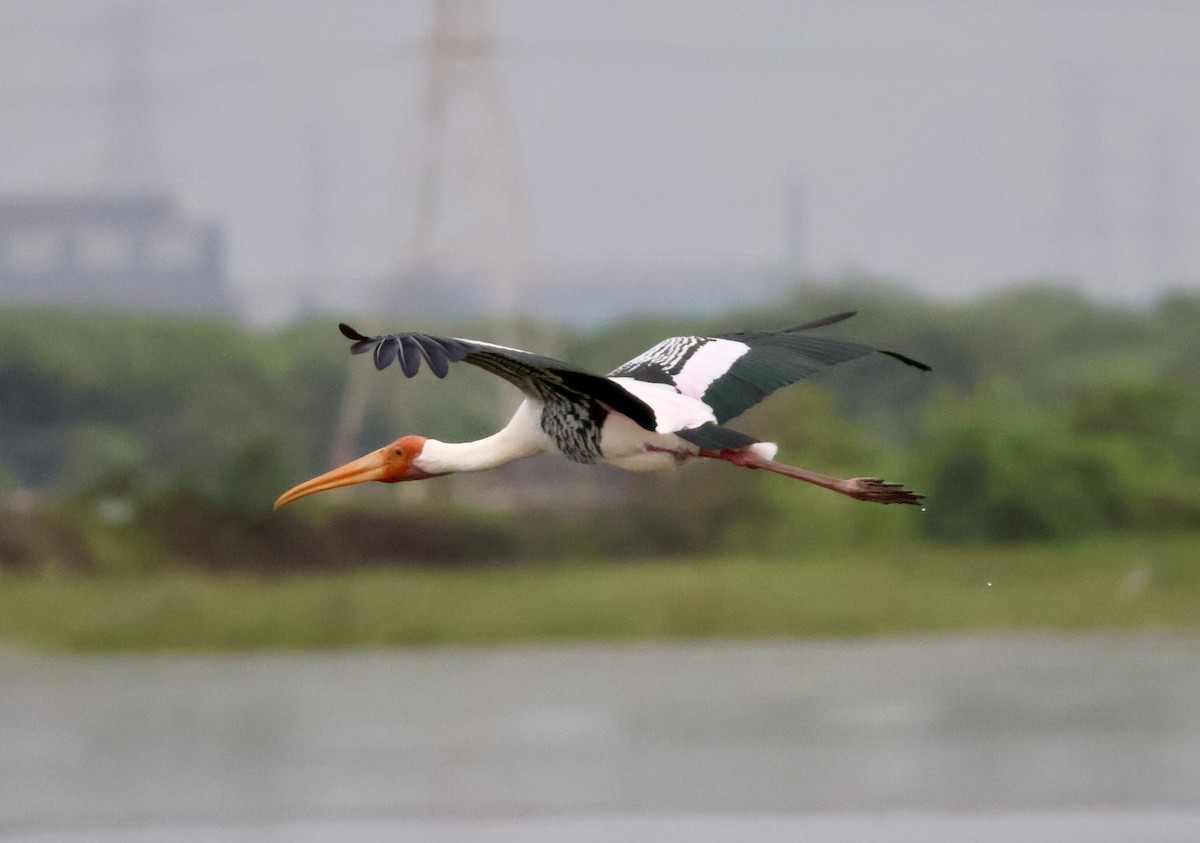 Painted Stork - ML623595662