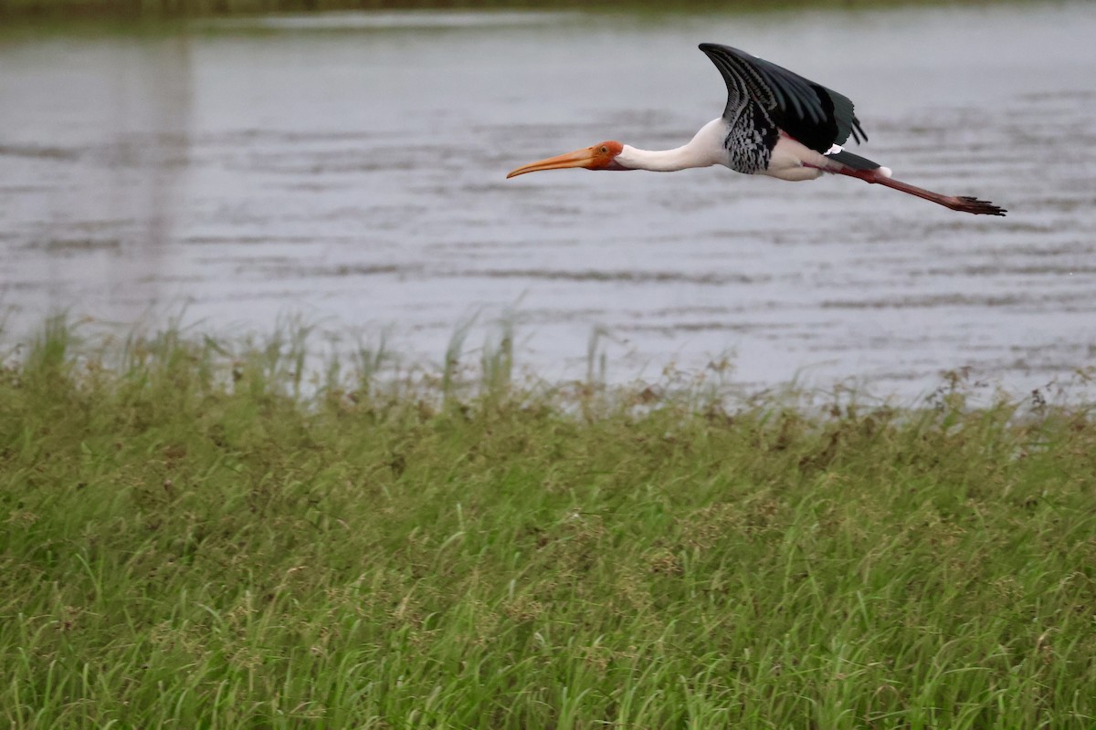 Painted Stork - Samarth Desai