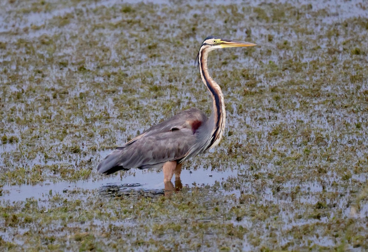 Purple Heron - ML623595667