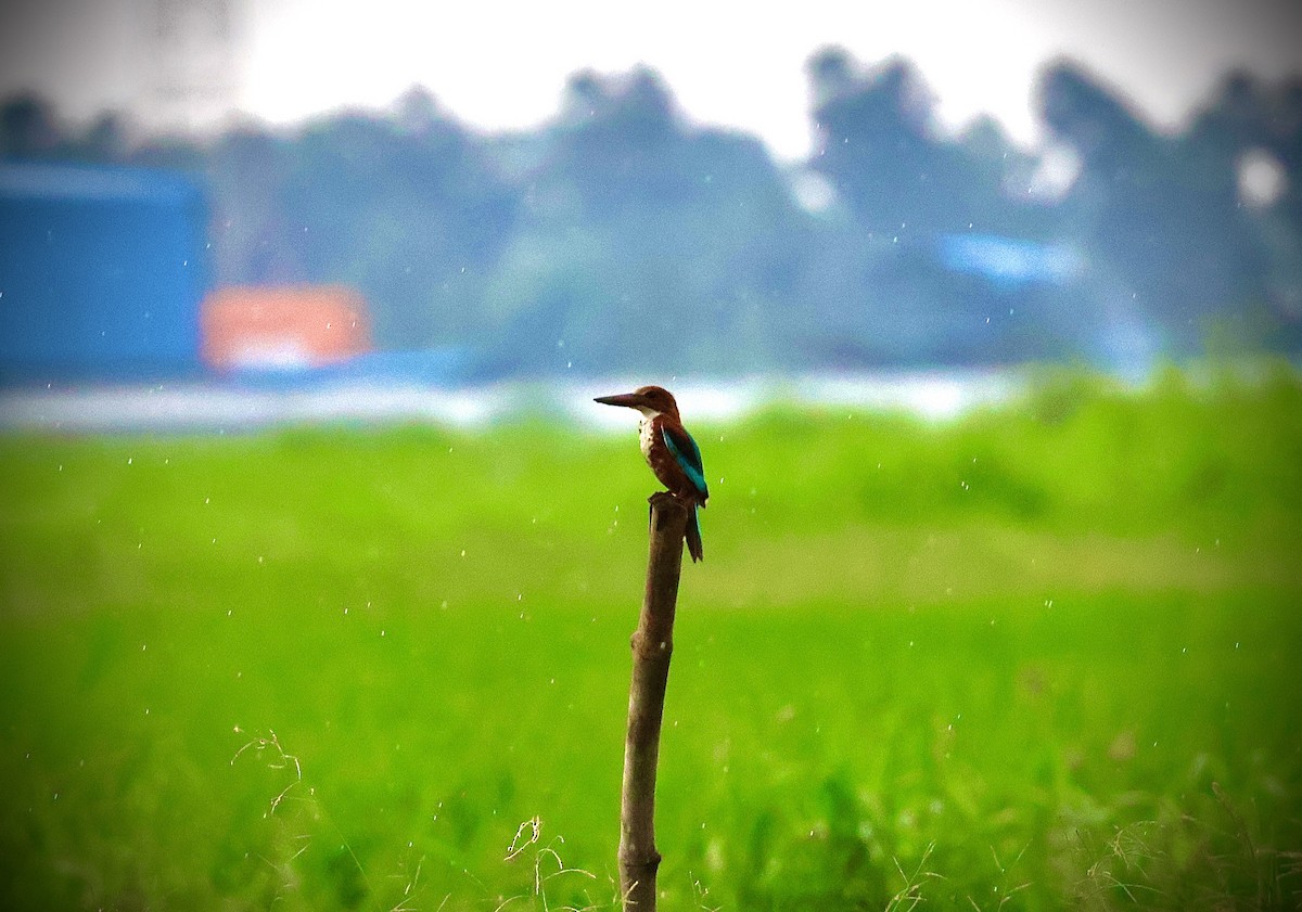 White-throated Kingfisher - ML623595670