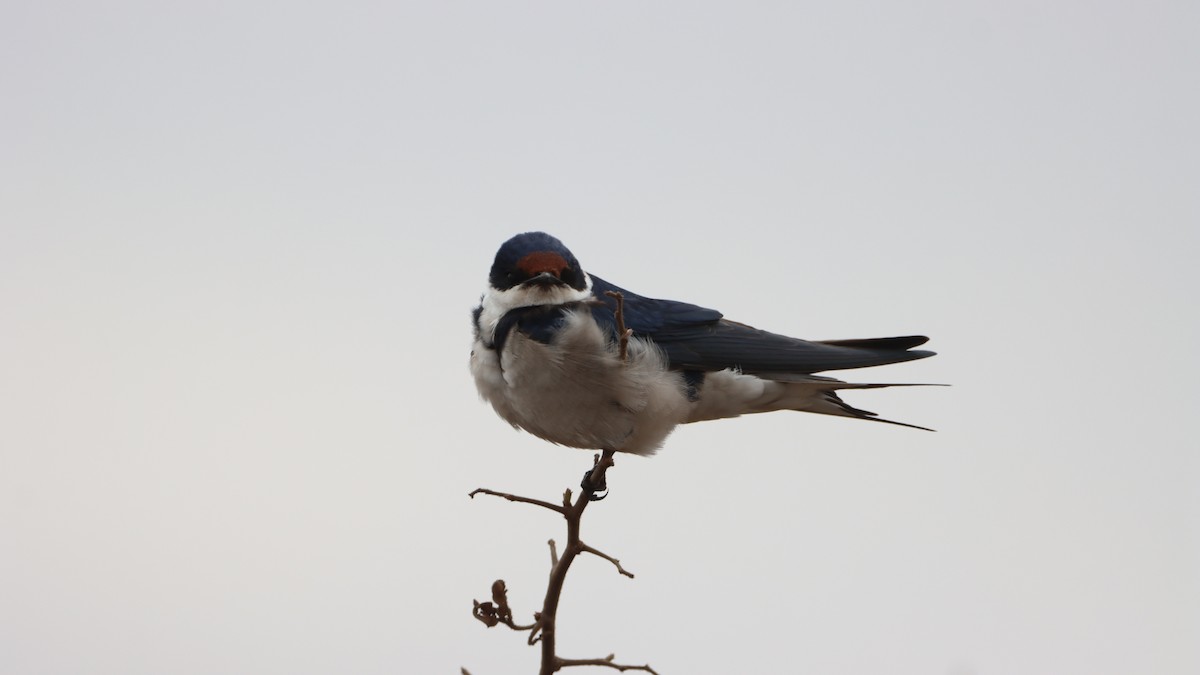 White-throated Swallow - ML623595672