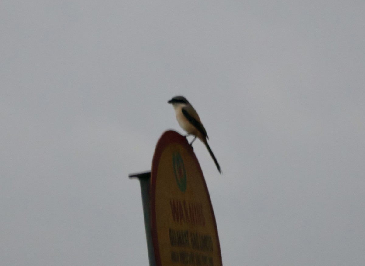 Long-tailed Shrike - ML623595676