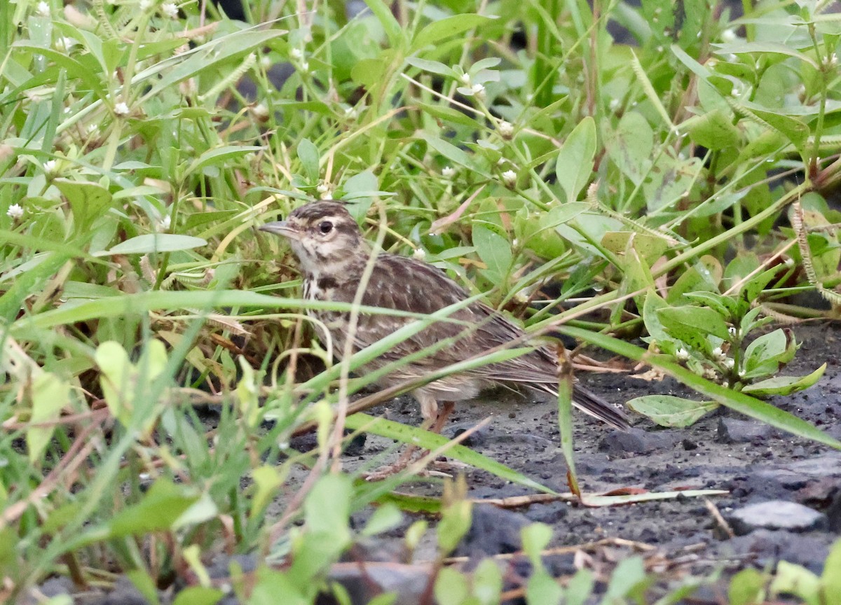 Malabar Lark - ML623595700