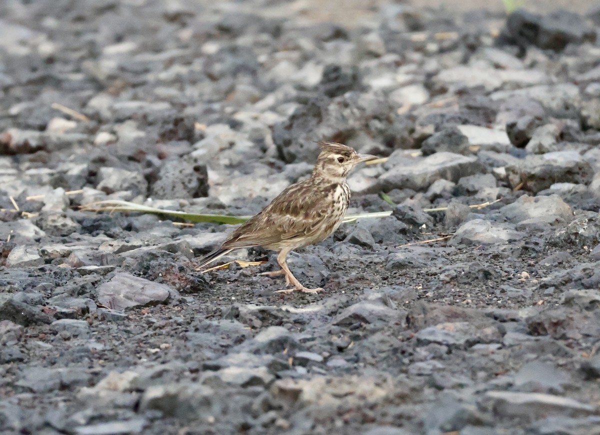 Malabar Lark - ML623595701