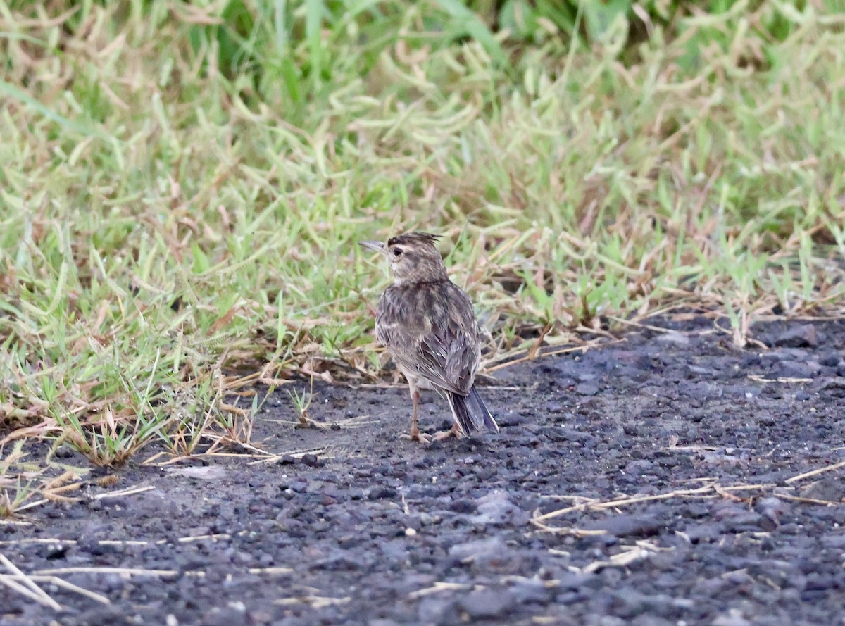 Malabar Lark - ML623595702