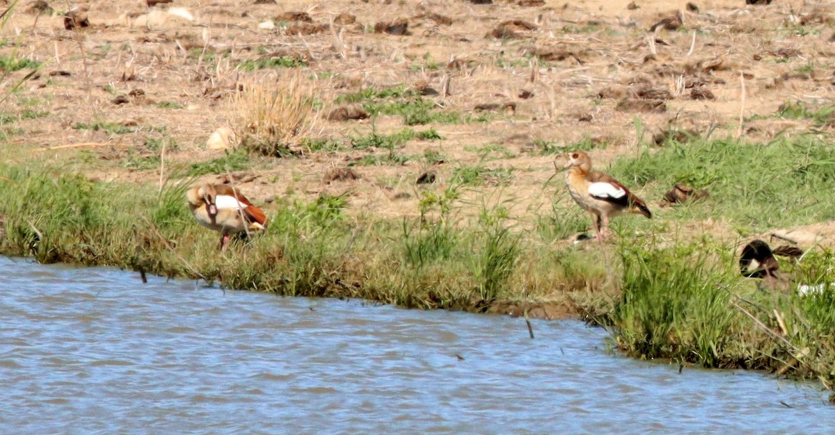 Egyptian Goose - ML623595719