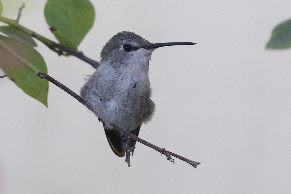 Costa's Hummingbird - ML623595727