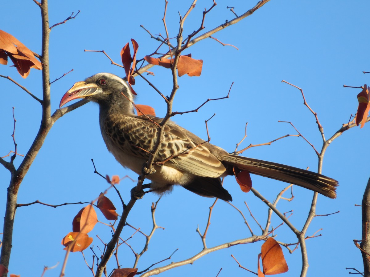 African Gray Hornbill - ML623595741