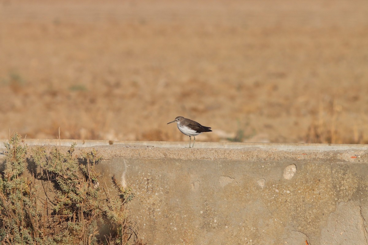 Green Sandpiper - ML623595776