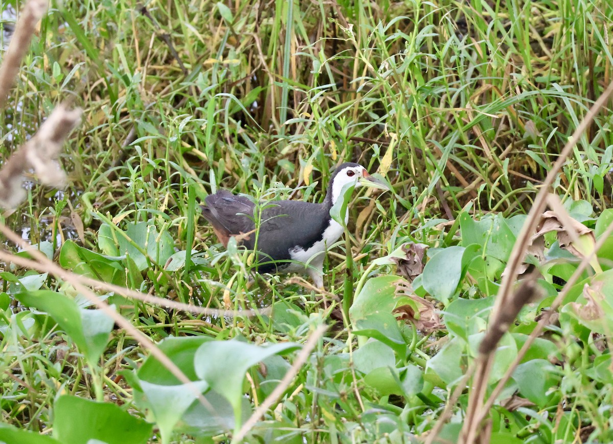 White-breasted Waterhen - ML623595804