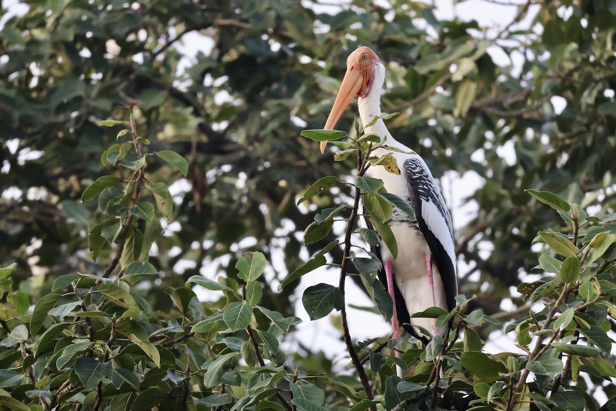 Painted Stork - ML623595814