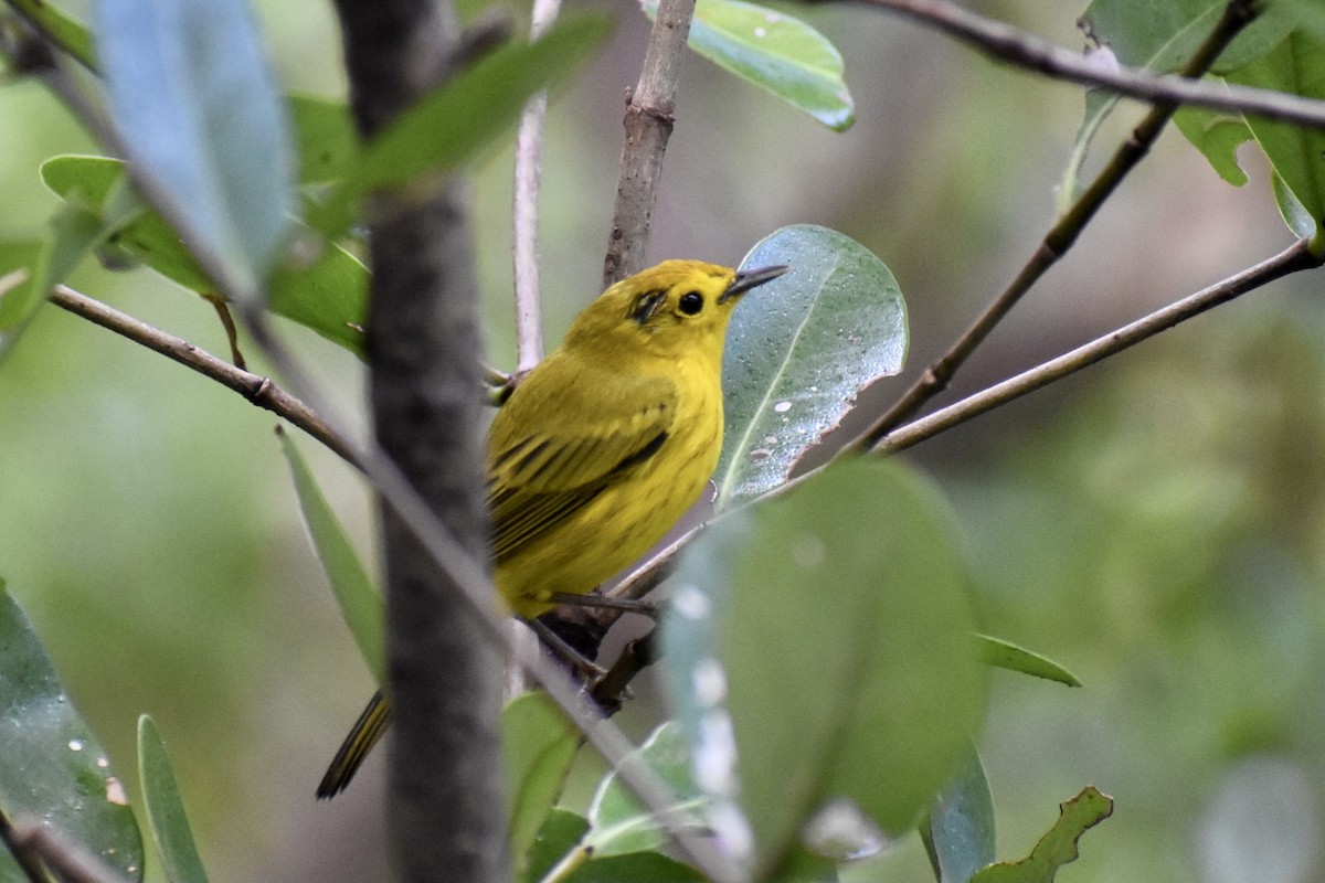 lesňáček zlatotemenný/žlutý - ML623595817