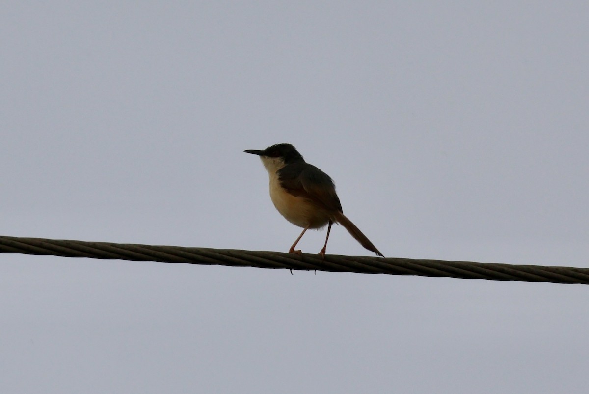 Ashy Prinia - ML623595820