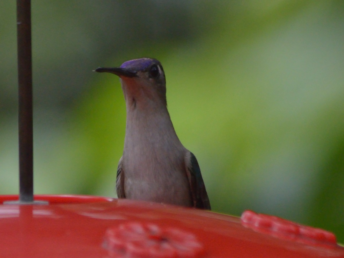 Wedge-tailed Sabrewing - ML623595825