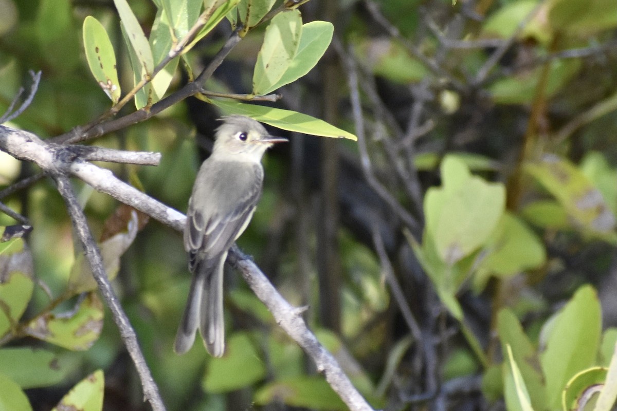 Cuban Pewee - ML623595869