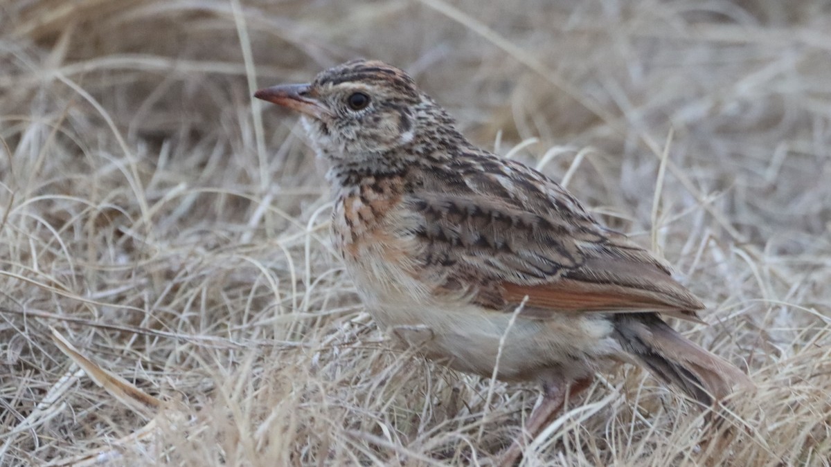 Rufous-naped Lark - ML623595898