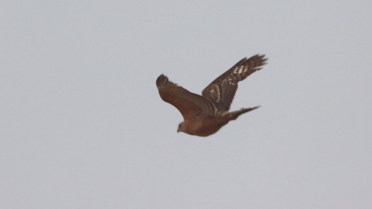 Black-chested Snake-Eagle - ML623595912