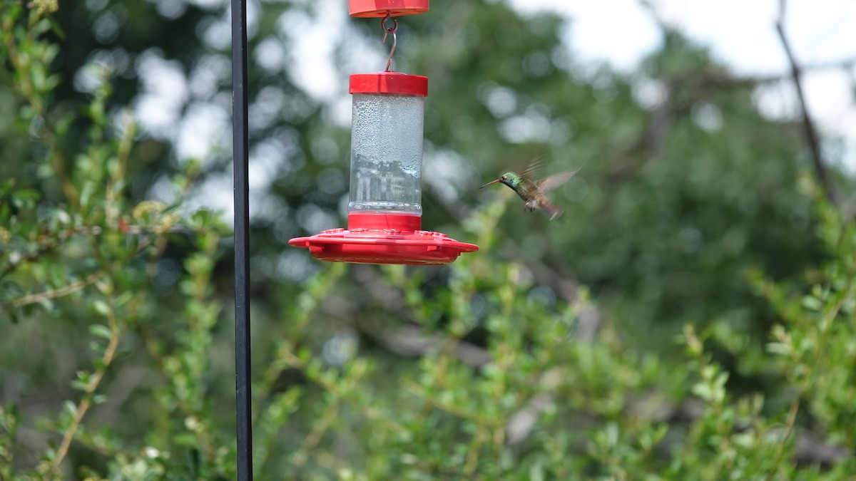 hummingbird sp. - ML623595946