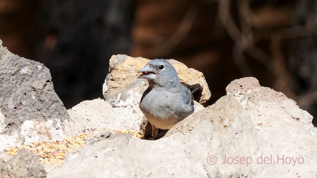 Tenerife Blue Chaffinch - ML623595984