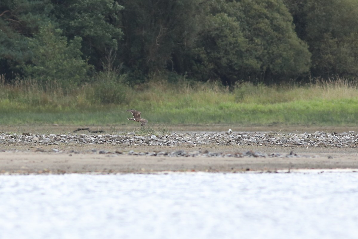 Hen Harrier - Grzegorz Burkowski