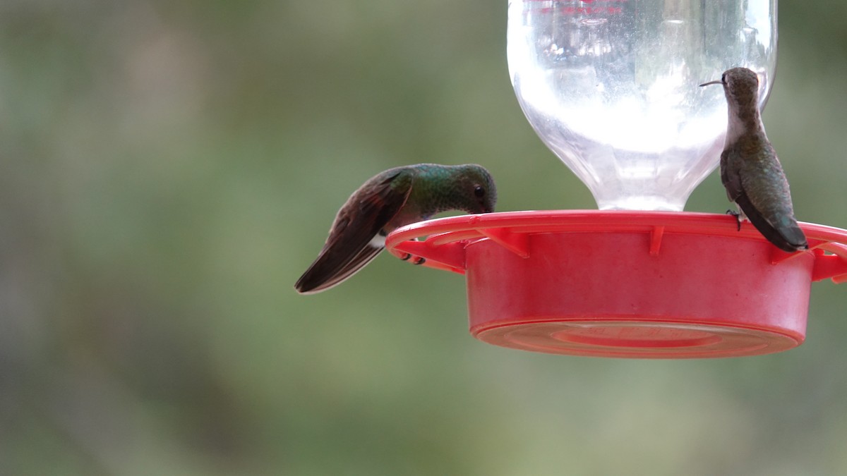 Berylline Hummingbird - ML623595999