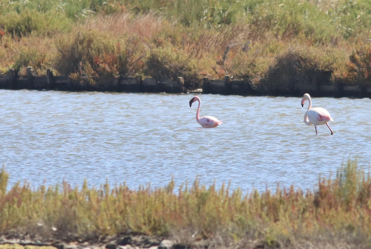 Lesser Flamingo - Paulo Leite