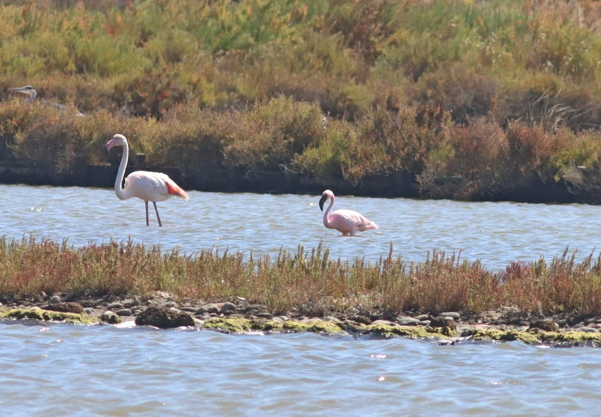 Lesser Flamingo - ML623596012