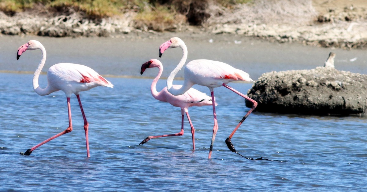 Lesser Flamingo - ML623596013