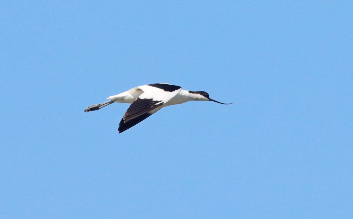 Pied Avocet - ML623596017