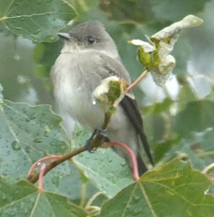 Western Wood-Pewee - Cyndi Smith