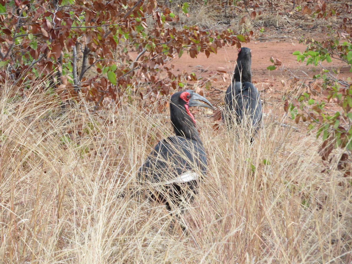 Southern Ground-Hornbill - ML623596059