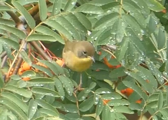 Common Yellowthroat - ML623596060