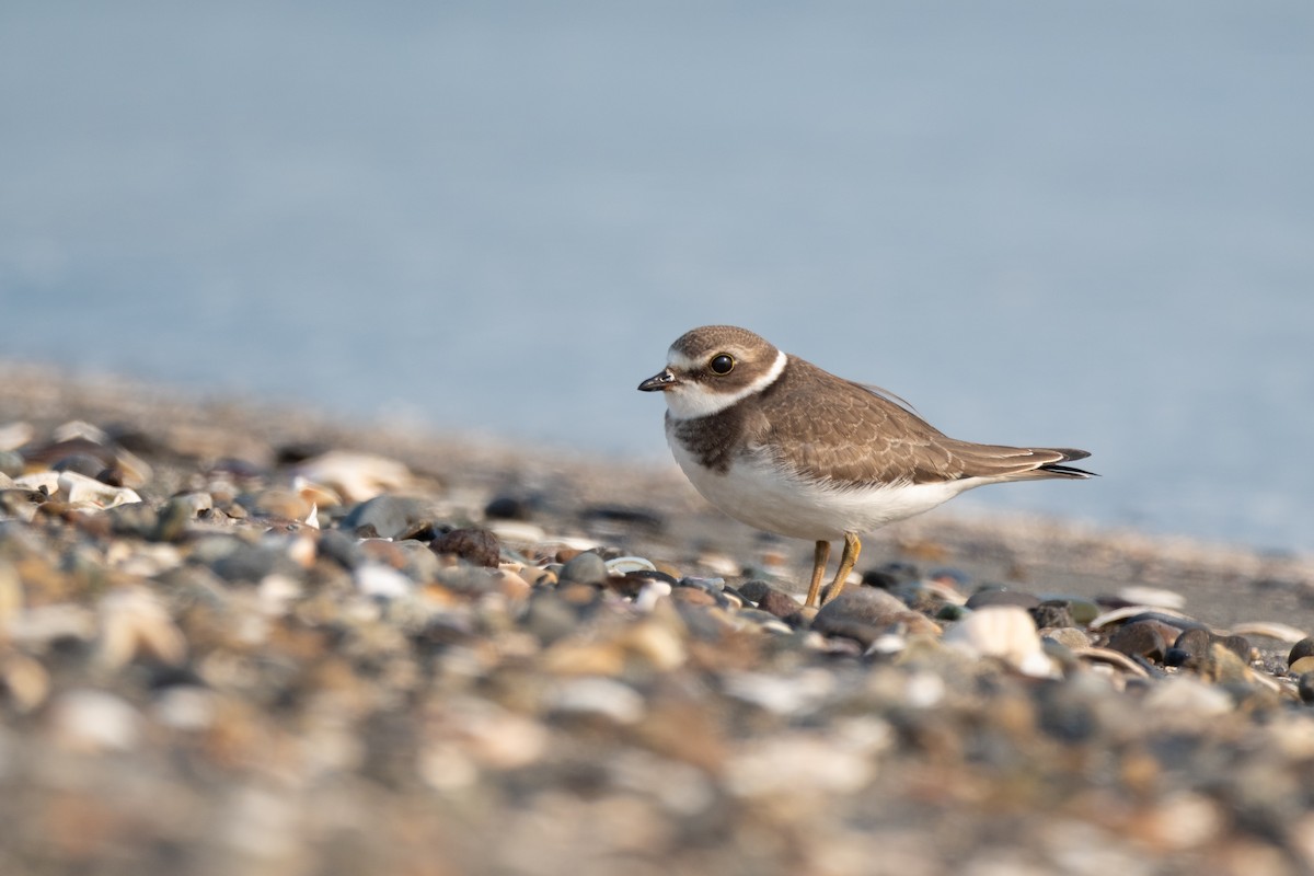 Semipalmated Plover - ML623596069