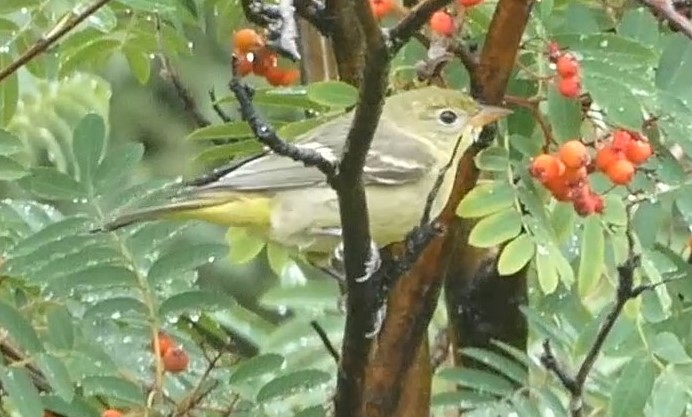 Western Tanager - ML623596072