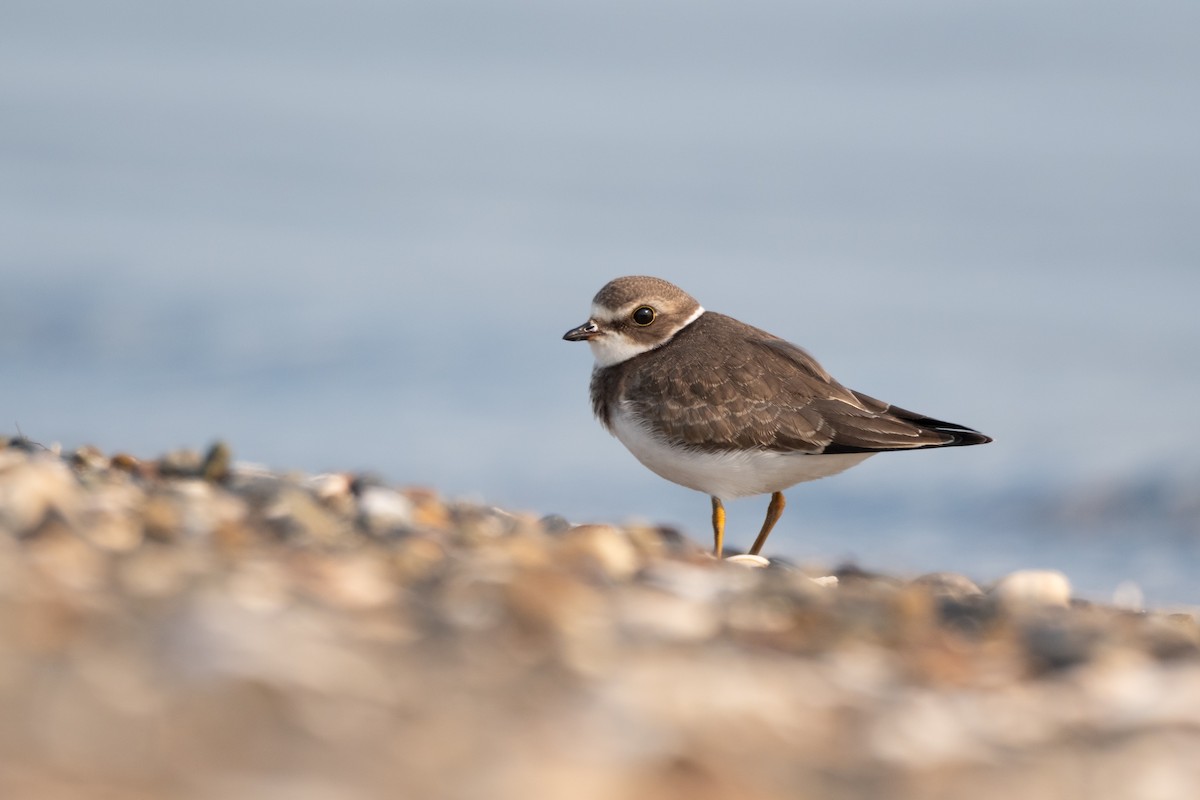 Semipalmated Plover - ML623596073