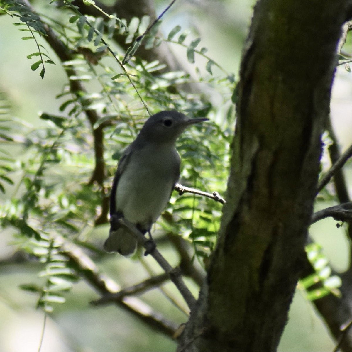 Blue-gray Gnatcatcher - ML623596075