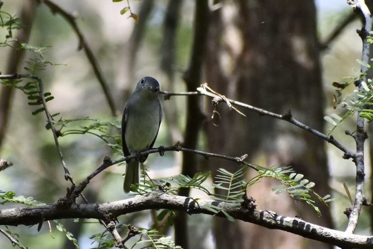 Blue-gray Gnatcatcher - ML623596076