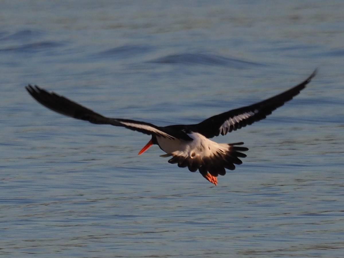 Pied Oystercatcher - ML623596097