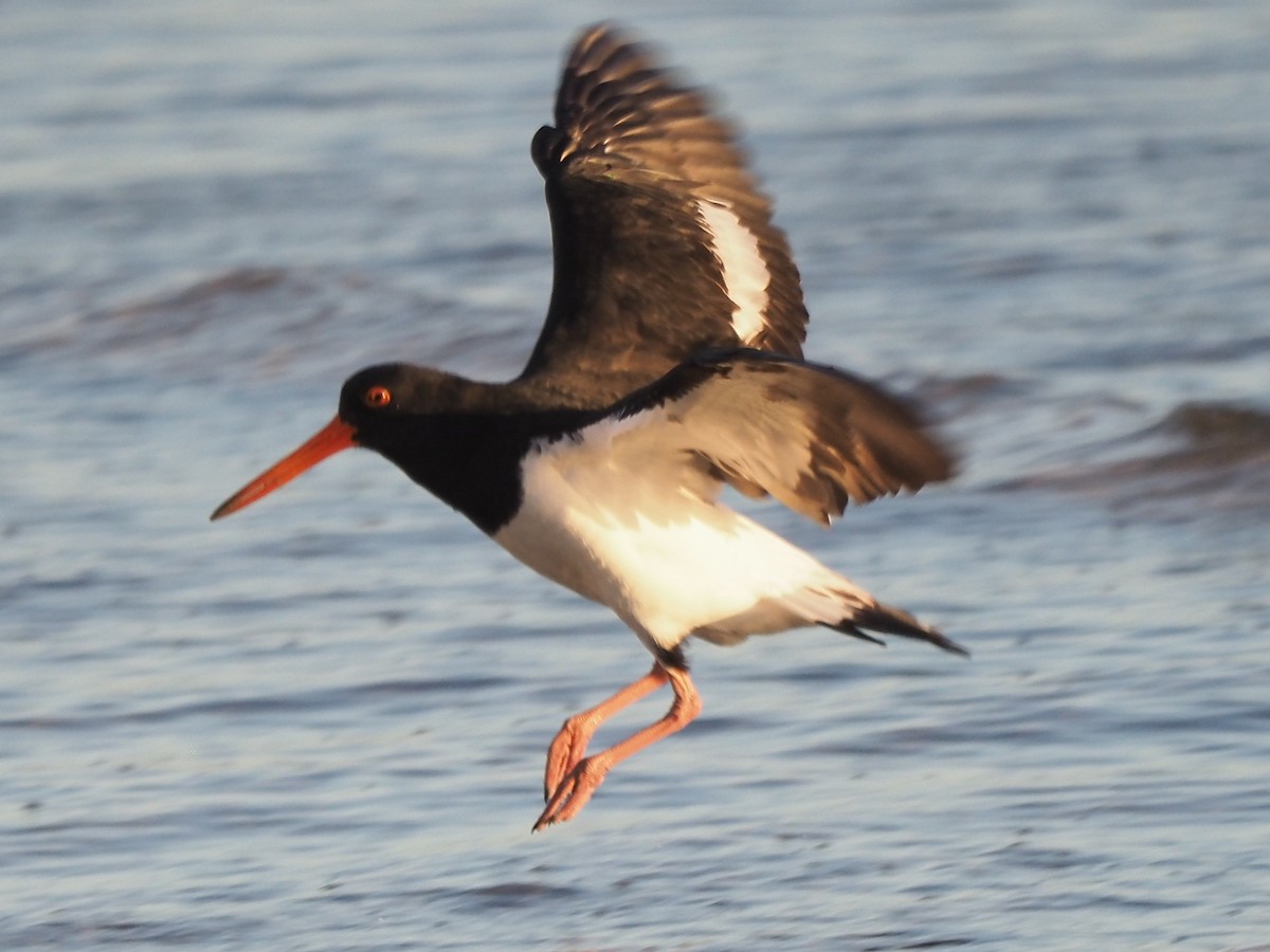 Pied Oystercatcher - ML623596098