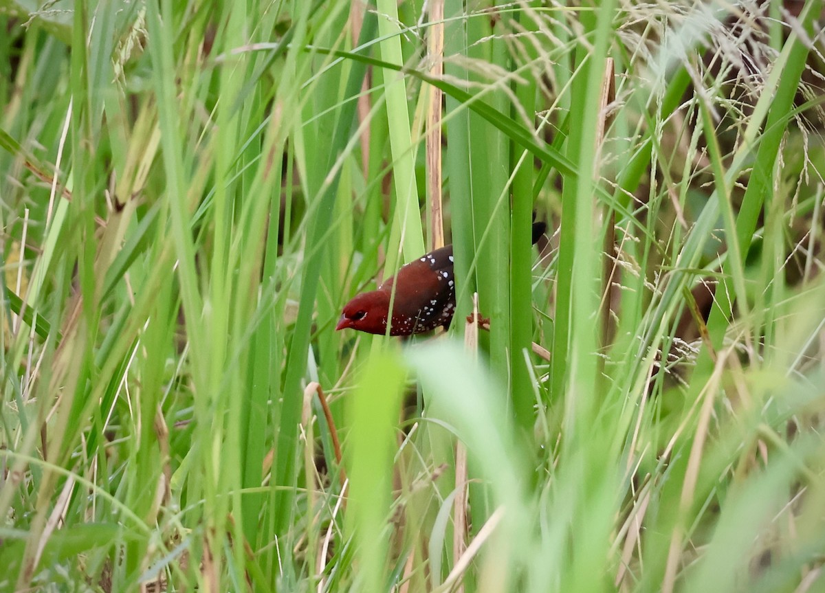 Red Avadavat - ML623596100