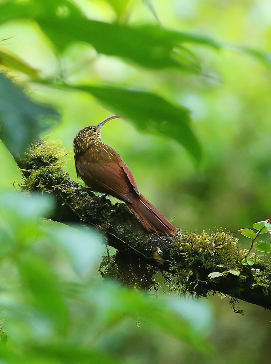 Brown-billed Scythebill - ML623596143