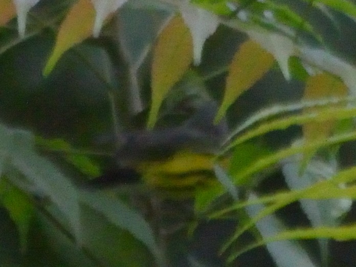 Magnolia Warbler - ML623596154