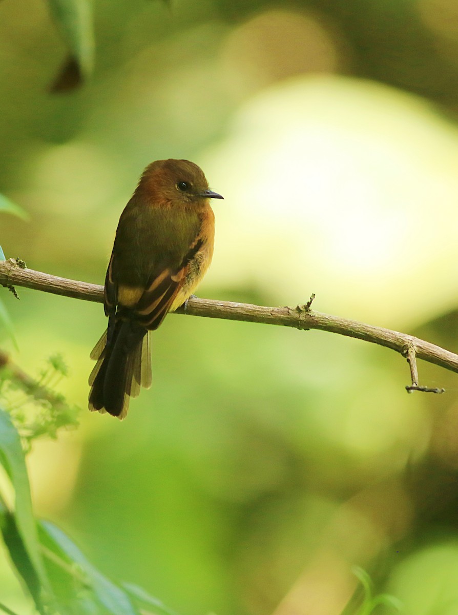 Cinnamon Flycatcher - ML623596160