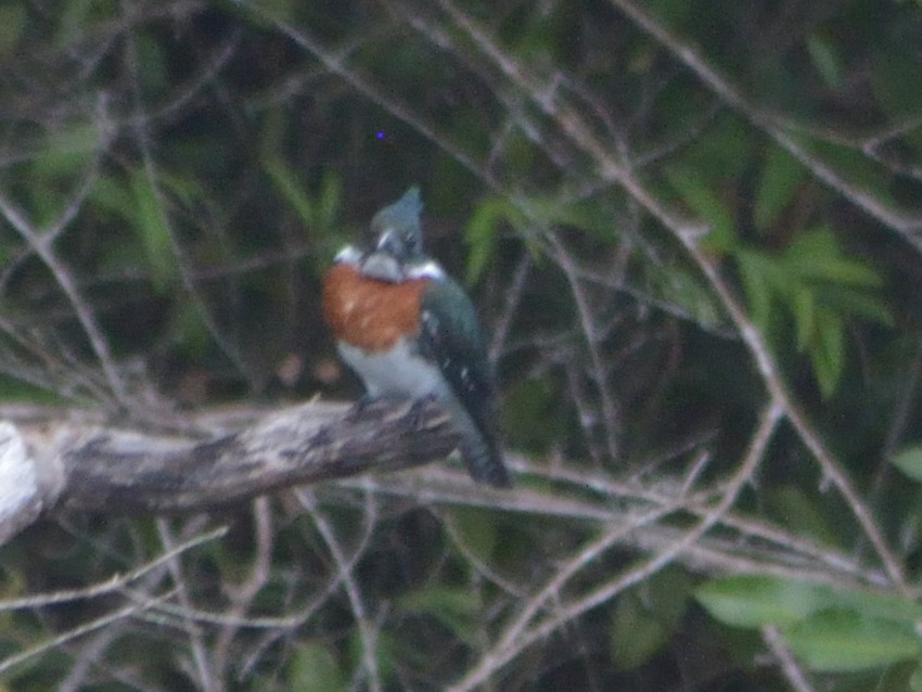 Amazon Kingfisher - ML623596203